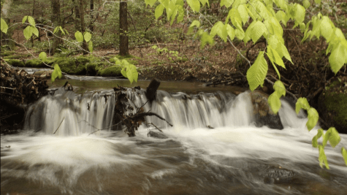 A serene stream flows over rocks, surrounded by lush green foliage in a tranquil forest setting.