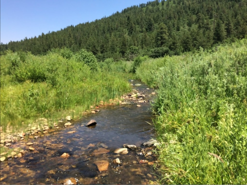 A clear stream flows through lush green vegetation, surrounded by trees under a bright blue sky.