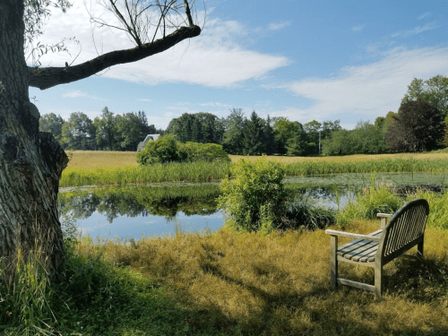 A serene pond surrounded by greenery, with a wooden bench overlooking the water under a clear blue sky.