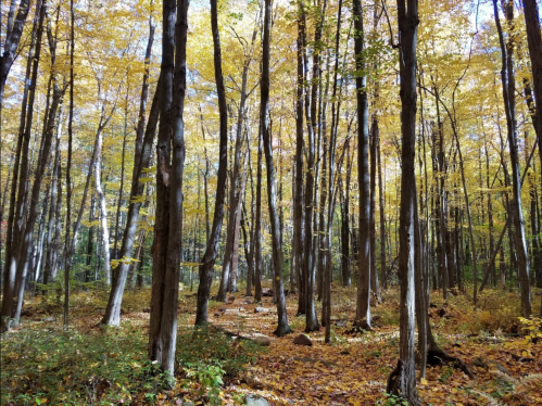 A serene forest scene with tall trees and vibrant yellow autumn leaves covering the ground.