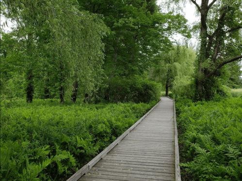 A wooden boardwalk winding through lush green foliage and trees in a serene natural setting.