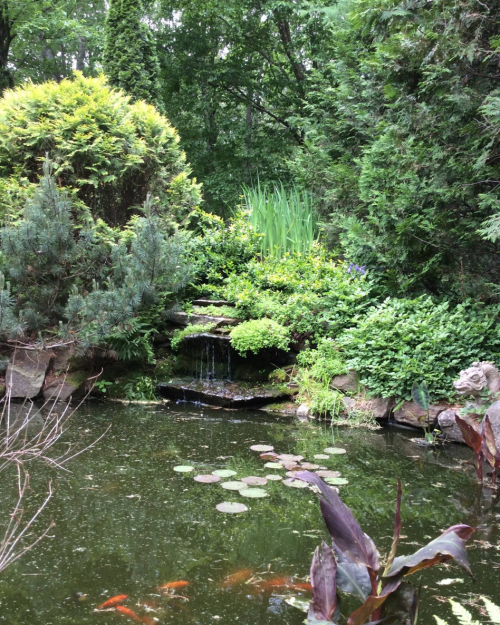 A serene garden pond with lily pads, lush greenery, and a small waterfall surrounded by trees.