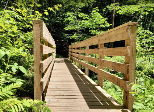 A wooden bridge surrounded by lush greenery, leading into a serene forest. Sunlight casts shadows on the path.