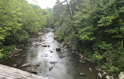 A serene river flows through a lush green forest, with rocks scattered along the water's edge.