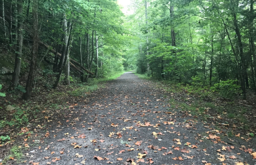 A serene forest path lined with trees, covered in fallen leaves, leading into the distance.