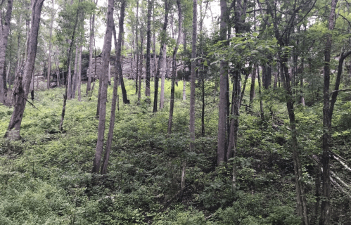 A dense forest with tall trees and lush green undergrowth, creating a serene natural landscape.