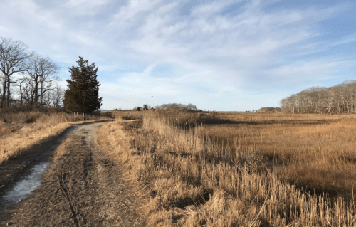 A dirt path winds through a grassy field with sparse trees under a blue sky with wispy clouds.