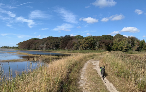 A dog walks along a grassy path beside a calm waterway, with trees and blue skies in the background.