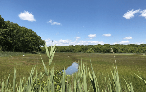 A serene wetland scene with tall grasses, a winding stream, and a clear blue sky dotted with fluffy clouds.