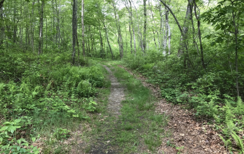 A narrow dirt path winds through a lush green forest, surrounded by ferns and trees.