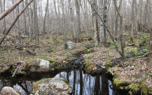 A serene forest scene with bare trees, mossy rocks, and a small stream reflecting the surroundings.