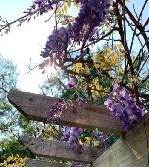 A wooden trellis adorned with vibrant purple wisteria flowers and green leaves, bathed in soft sunlight.