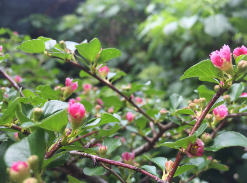 Close-up of pink flowers blooming among lush green leaves in a garden setting.