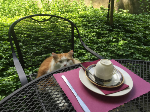 A fluffy orange and white cat sits beside a table set with a cup and saucer, surrounded by lush greenery.