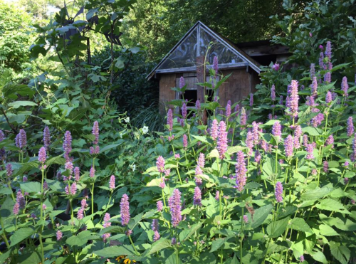 A cluster of tall purple flowers in front of a rustic, overgrown shed surrounded by lush greenery.