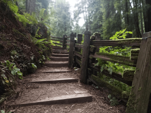 A winding dirt path with wooden steps and a rustic fence, surrounded by lush green foliage in a forest.