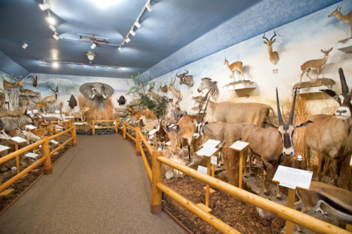 A museum exhibit featuring various taxidermied animals displayed in a natural habitat setting.