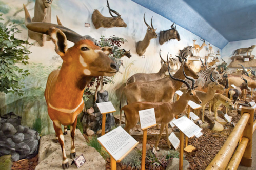 A taxidermy display featuring various animals, including antelopes and zebras, set against a naturalistic backdrop.