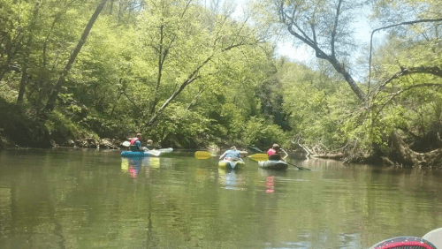Three people kayaking on a calm river surrounded by lush green trees on a sunny day.