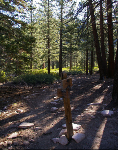A sunlit forest path with tall trees and a wooden signpost indicating trail directions.