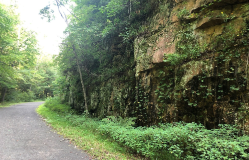 A winding path beside a rocky cliff covered in greenery and vines, surrounded by lush forest.