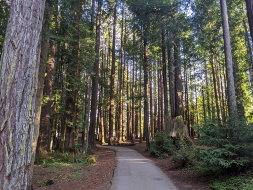 A serene forest path winding through tall, lush trees with dappled sunlight filtering through the leaves.