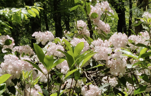 A lush green forest scene featuring clusters of delicate pink flowers among vibrant green leaves.