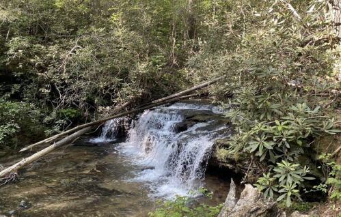 A serene forest scene featuring a small waterfall cascading over rocks, surrounded by lush greenery and trees.