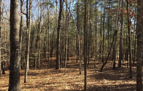 A serene forest scene with tall trees and a carpet of fallen leaves under a clear blue sky.
