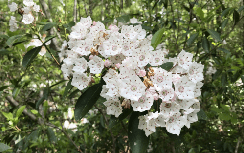 A cluster of white flowers with pink speckles, surrounded by green leaves in a lush, natural setting.