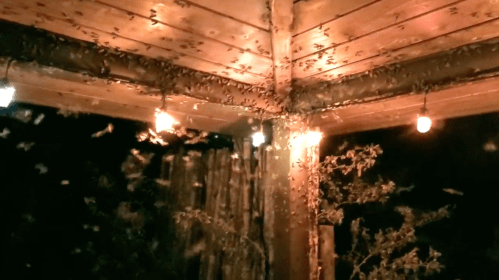 A swarm of bees buzzing around a wooden structure illuminated by string lights at night.