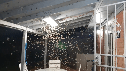 A swarm of insects flying around a porch area at night, illuminated by overhead lights.