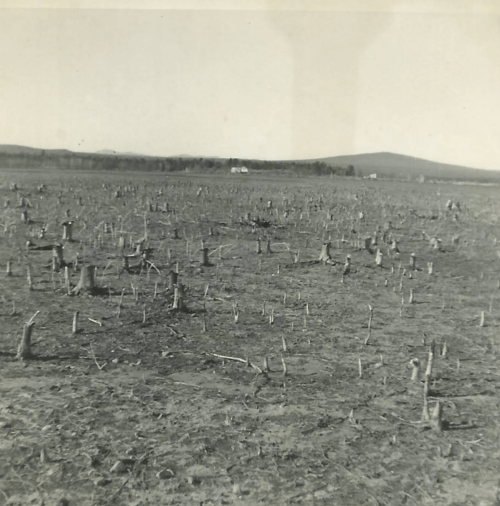 A barren landscape with stumps scattered across dry, cracked earth, indicating deforestation or land degradation.
