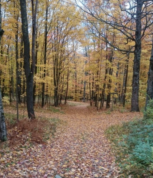 A serene forest path covered in colorful autumn leaves, surrounded by trees with golden foliage.
