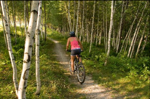 A person rides a bicycle along a narrow path surrounded by tall trees and lush greenery.
