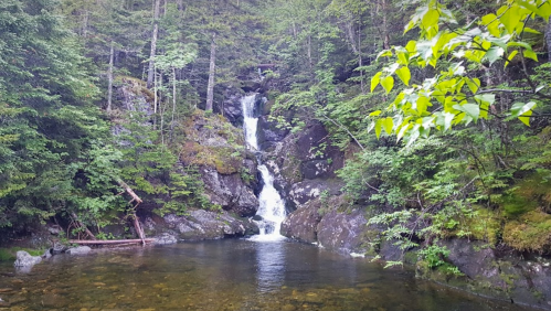 A serene forest scene featuring a waterfall cascading into a clear pool, surrounded by lush greenery and rocks.