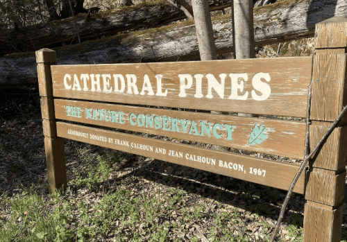 Wooden sign reading "Cathedral Pines" with details about the land's donation to the Nature Conservancy, 1967.