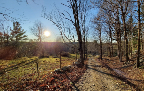 A sunlit path through a wooded area, with bare trees and autumn leaves scattered on the ground.