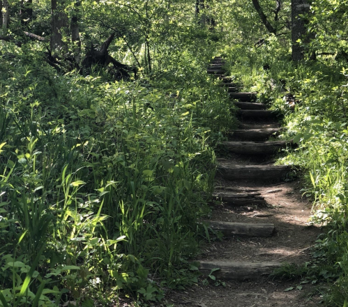 A winding dirt path with wooden steps surrounded by lush green foliage and trees.