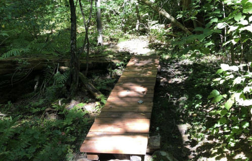 A wooden bridge spans a small area in a lush, green forest, surrounded by trees and foliage.