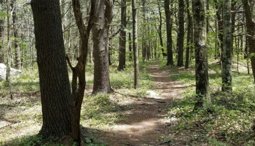 A serene forest path winding through tall trees and lush greenery on a sunny day.
