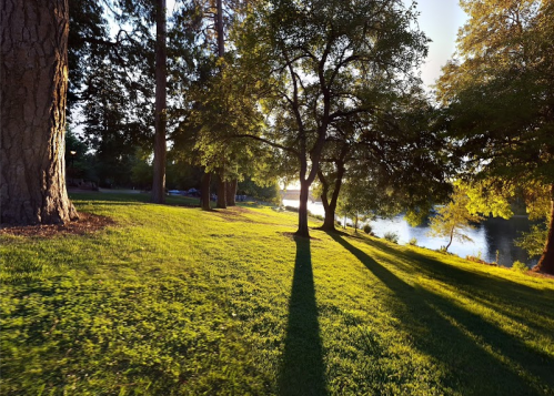 A serene lakeside scene with tall trees casting long shadows on lush green grass, illuminated by warm sunlight.