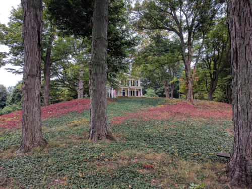A house on a hill surrounded by trees, with colorful foliage covering the ground in shades of green and red.