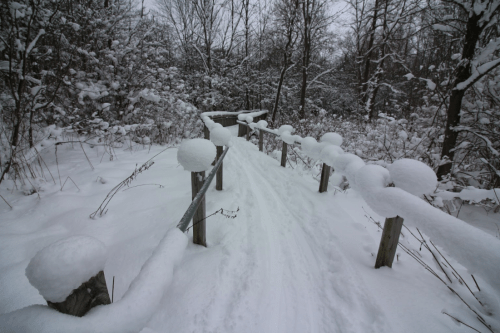 A snowy pathway through a forest, lined with snow-covered railings and trees, creating a serene winter scene.