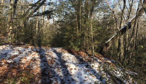 A snowy trail winding through a forest, surrounded by trees and fallen leaves under a clear blue sky.