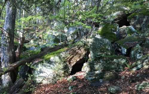 A rocky forest scene with moss-covered boulders, trees, and scattered leaves in dappled sunlight.