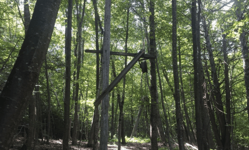 A wooden structure stands among tall trees in a lush green forest, with sunlight filtering through the leaves.