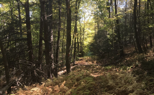 A serene forest path lined with tall trees and ferns, illuminated by dappled sunlight filtering through the leaves.