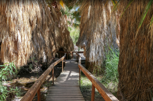 A wooden walkway surrounded by tall, dry palm fronds in a lush, green environment.