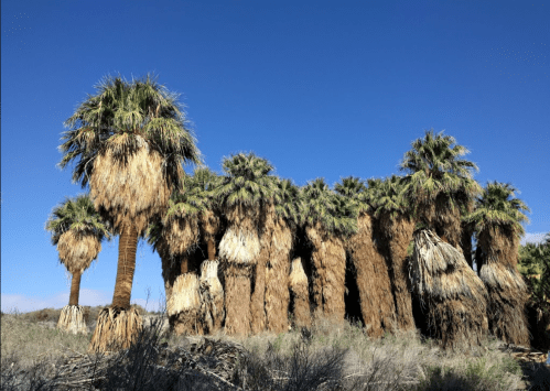 A cluster of tall palm trees with shaggy trunks against a clear blue sky, surrounded by dry grass.